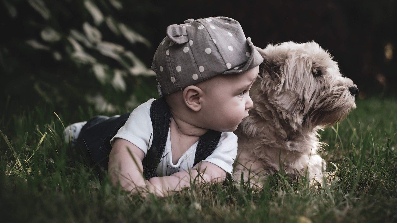 kids and dogs